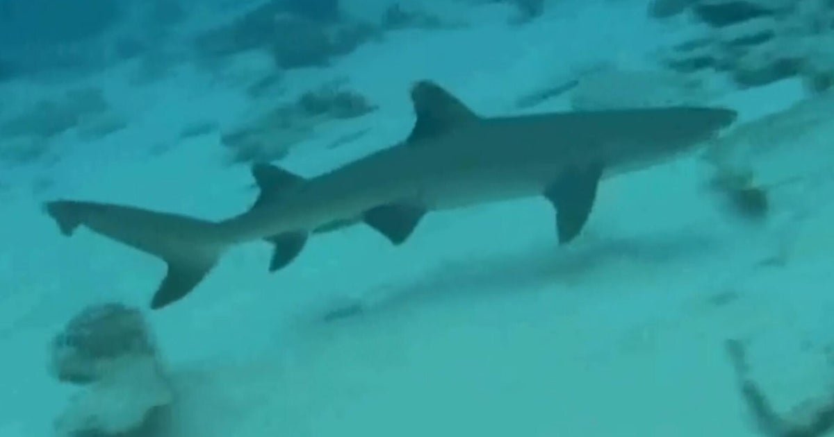How sharks help determine the health of our oceans