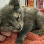 Rescue group takes in dozens of pets after deadly Texas floods