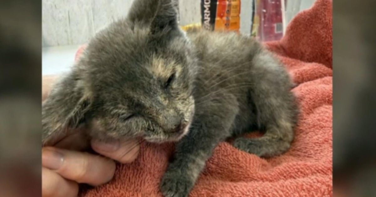 Rescue group takes in dozens of pets after deadly Texas floods
