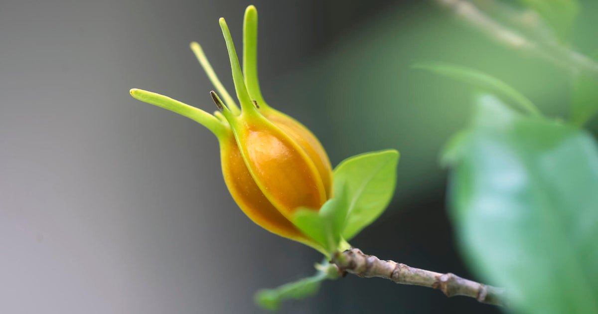 FDA approves new blue food dye derived from gardenia fruit