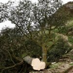 U.K. men sentenced to more than 4 years in prison for cutting down iconic Sycamore Gap Tree