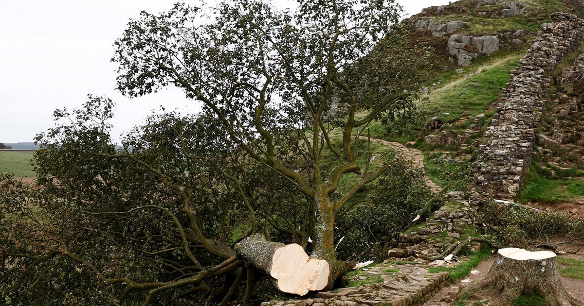 U.K. men sentenced to more than 4 years in prison for cutting down iconic Sycamore Gap Tree