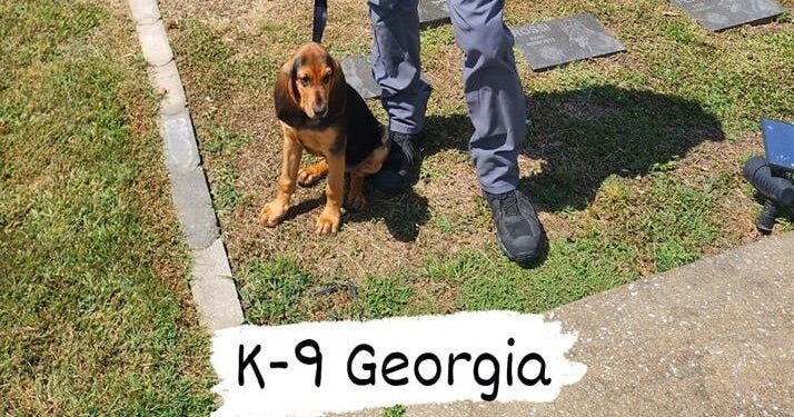 Georgia police dog dies after being left in hot patrol car for "unacceptable amount of time," sheriff's office says