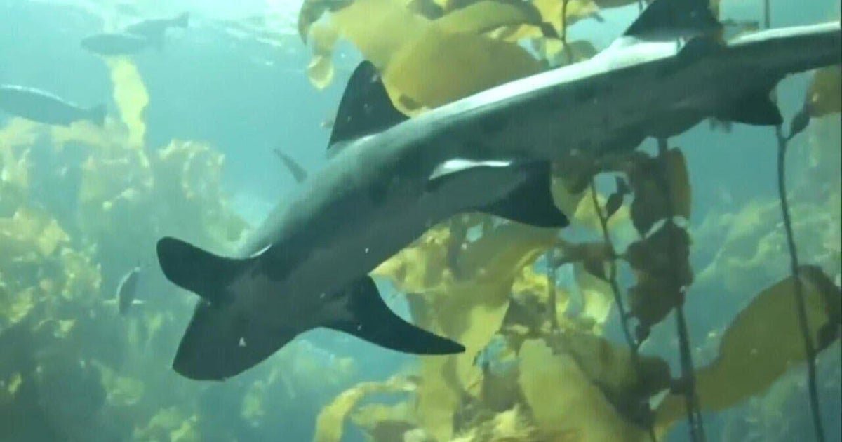 Inside the Oregon lab trying to change people's minds about sharks
